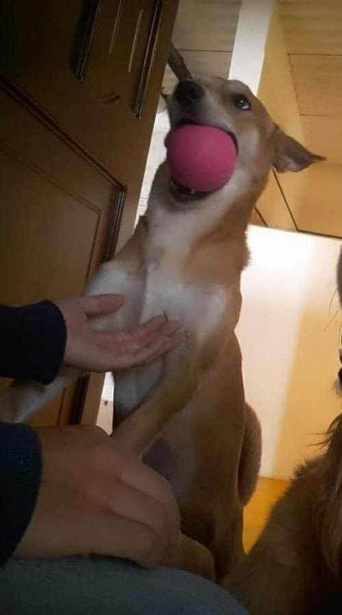 Kira