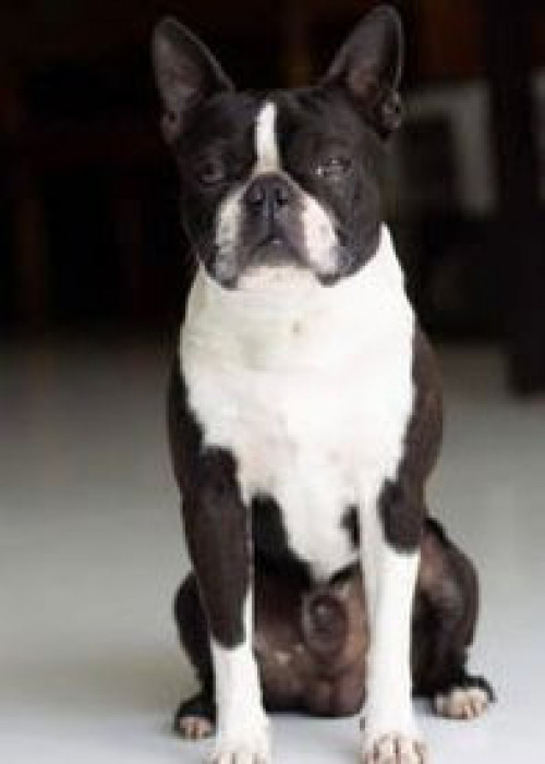 Napoleón