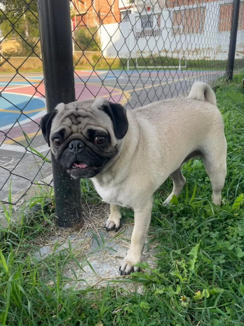 Mateo