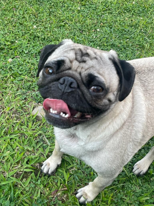 Mateo