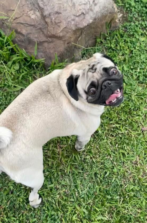 Mateo
