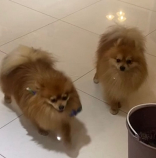 Cookie Y Camelia