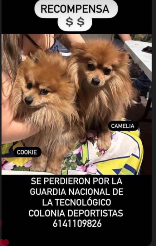 Cookie Y Camelia