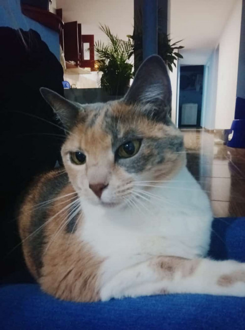 Persia