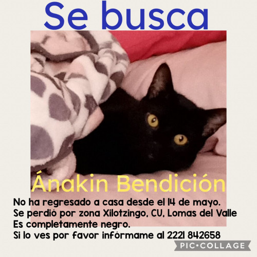 Ánakin Bendición