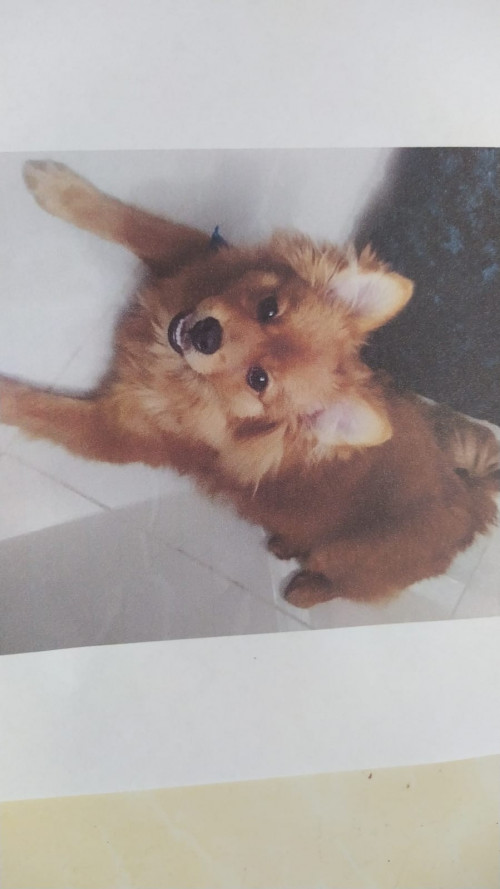 Toby