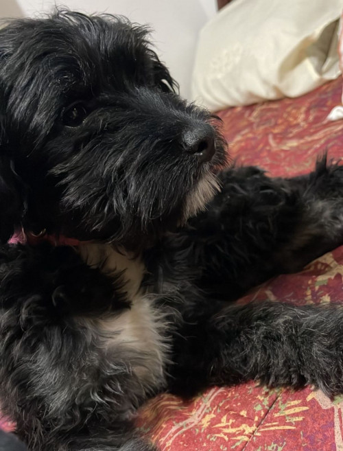 Keisy