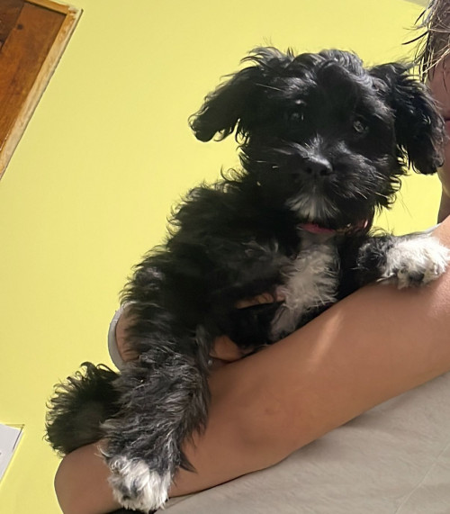 Keisy