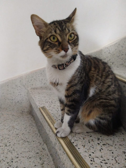 Milo
