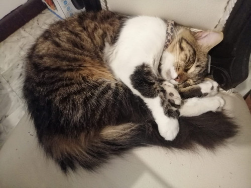 Milo