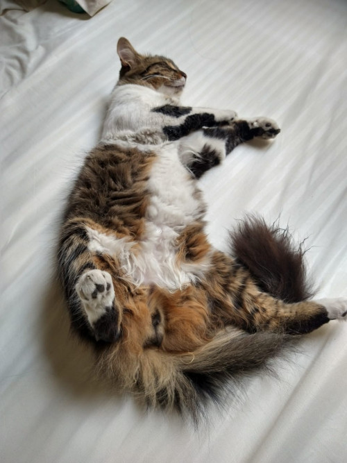 Milo
