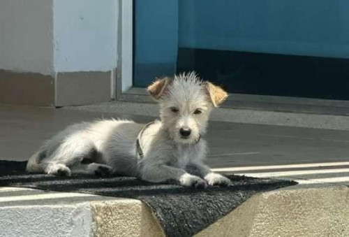 Peluchín O Pelu