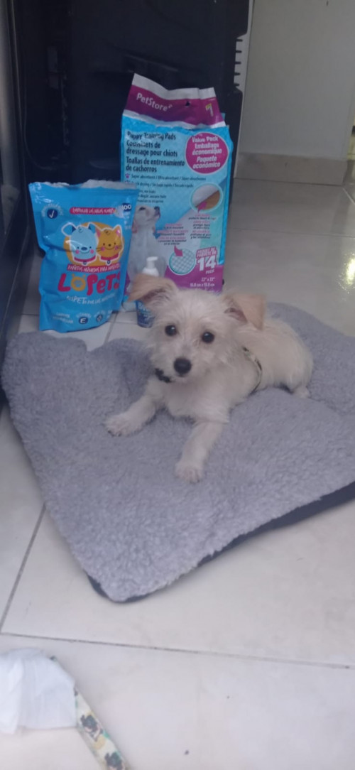 Peluchín O Pelu