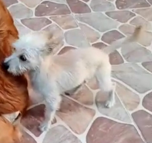 Peluchín O Pelu