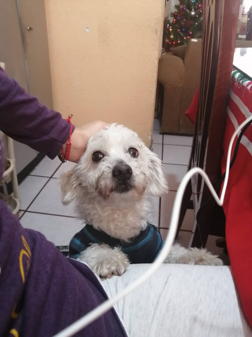 Tomas
