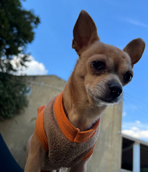 Taro