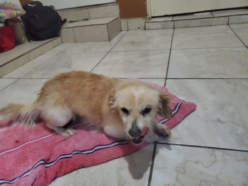 Pupis