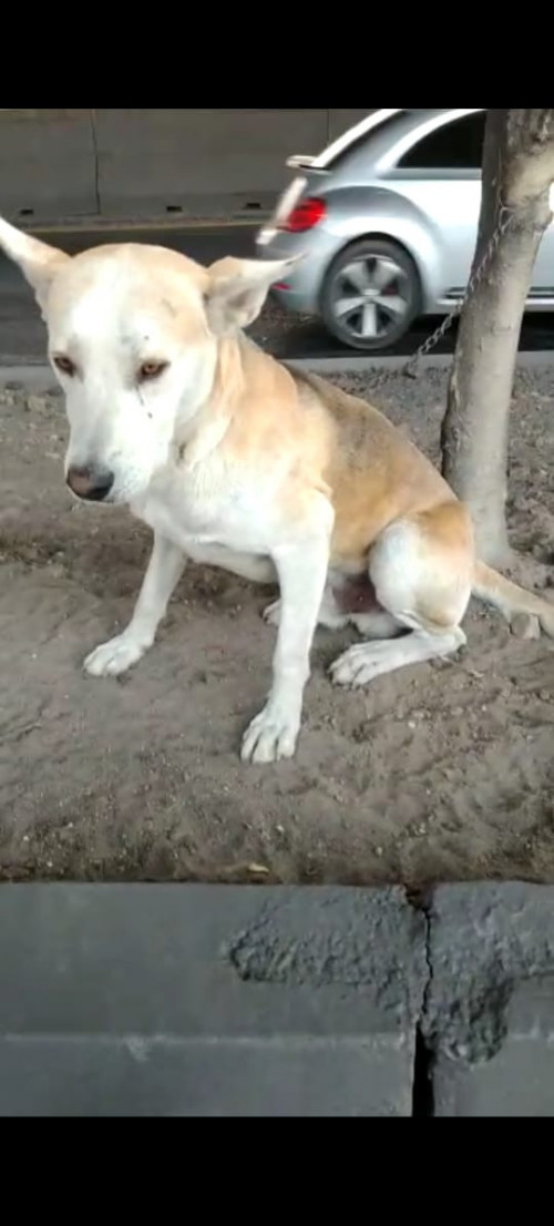 Hachi