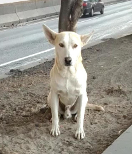 Hachi
