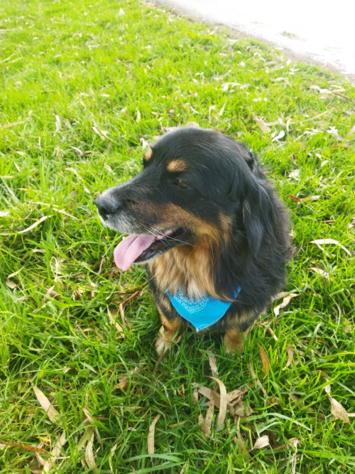 Chavo