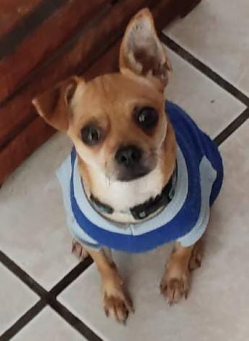 Changuito