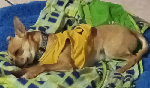 Changuito