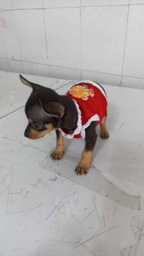Roly