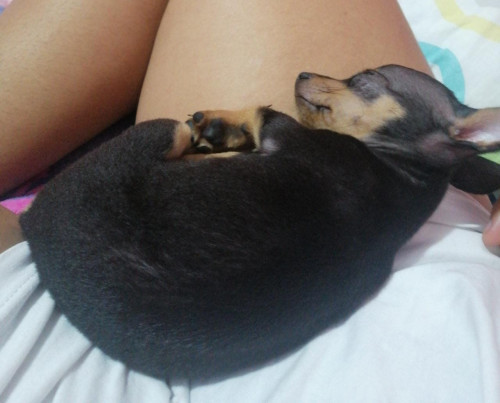 Roly