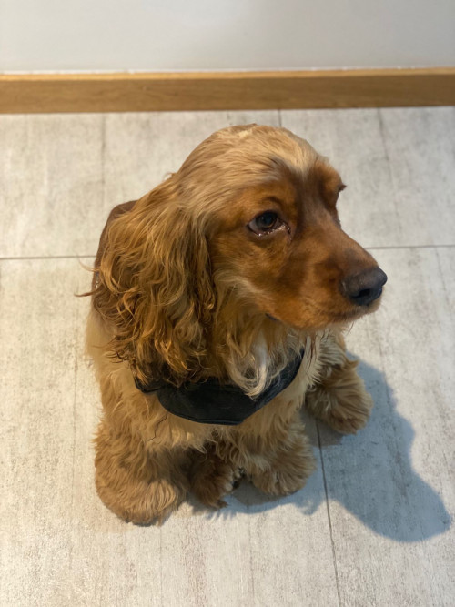 Benji