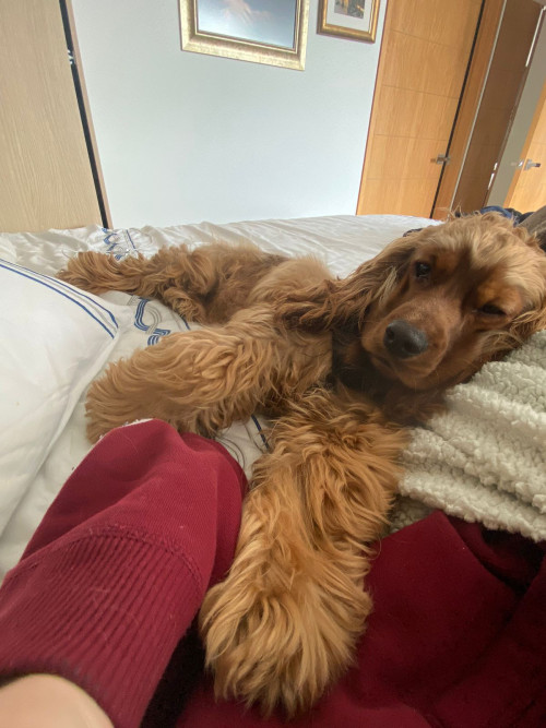 Benji