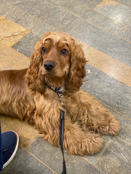 Benji