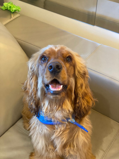 Benji