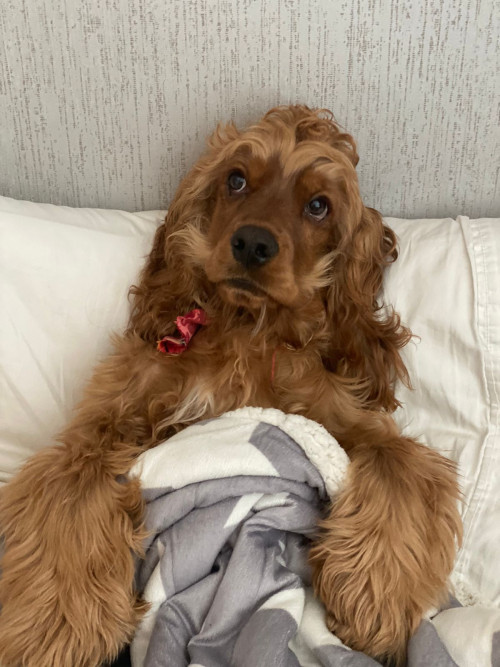 Benji