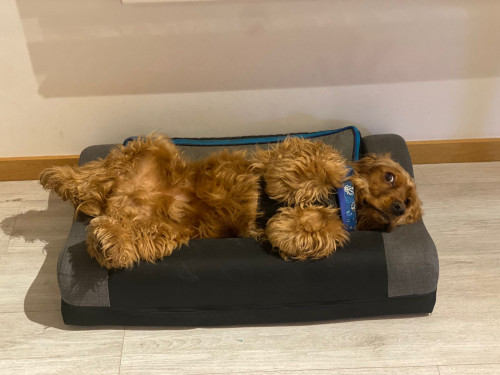 Benji