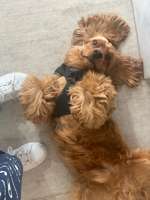 Benji