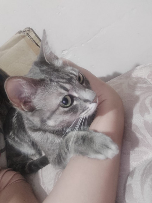 Nala