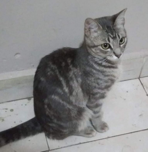 Nala
