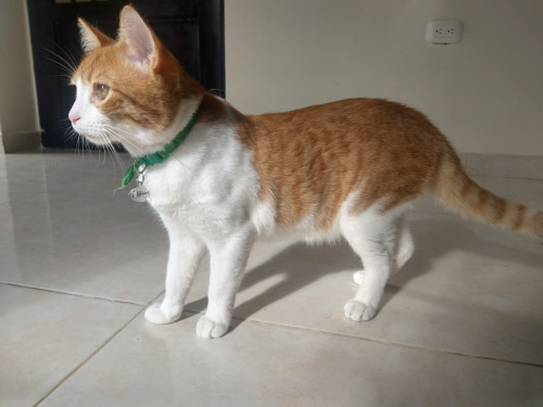 Nacho