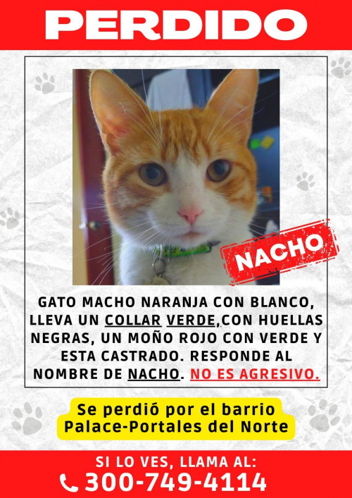 Nacho