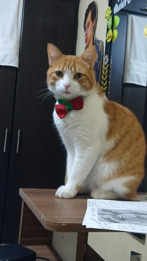 Nacho