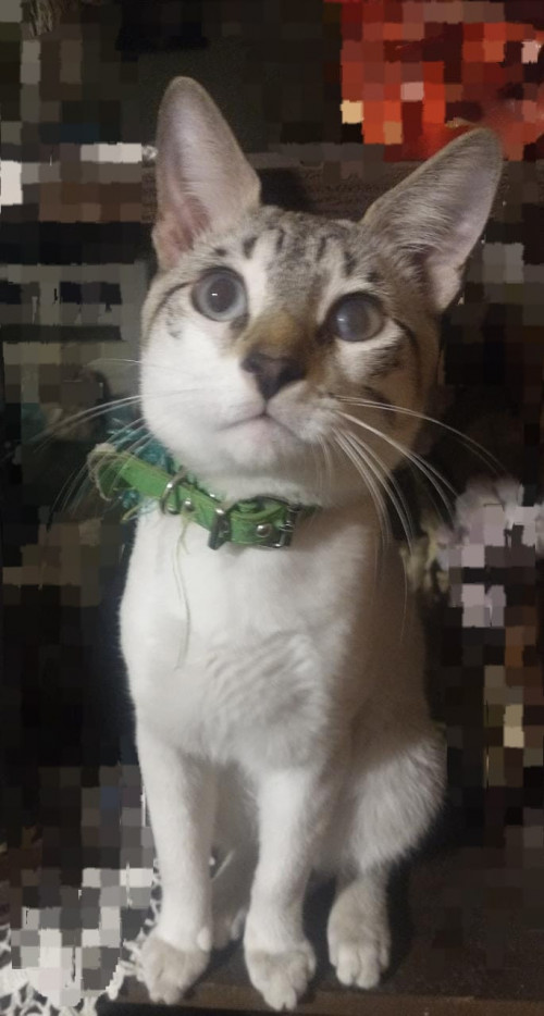 Odin