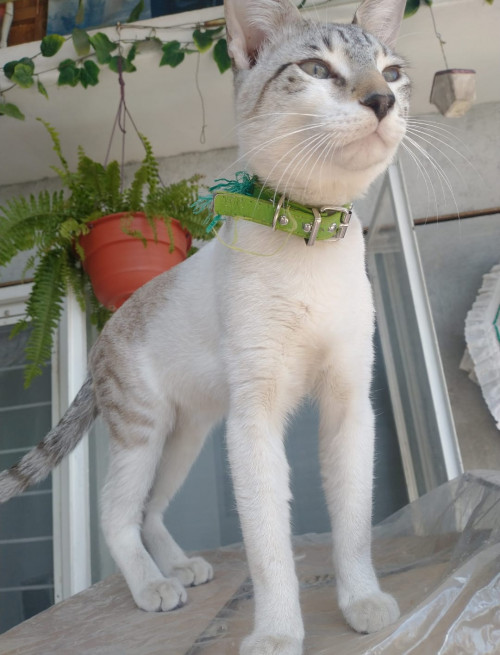 Odin