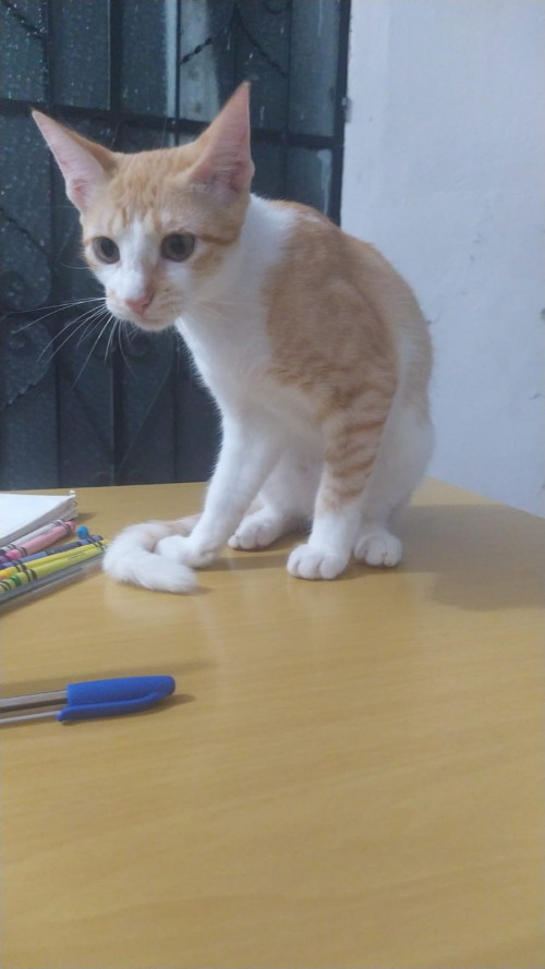Catarina