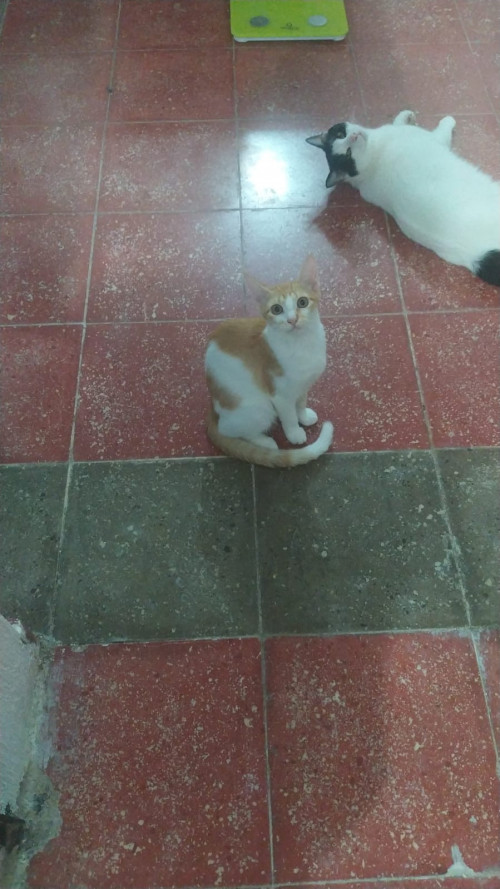 Catarina