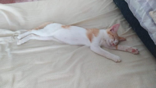 Catarina
