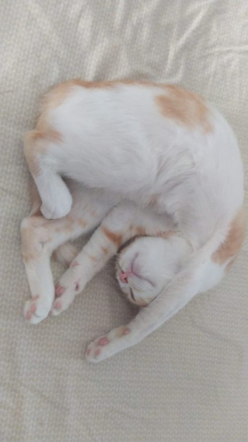 Catarina