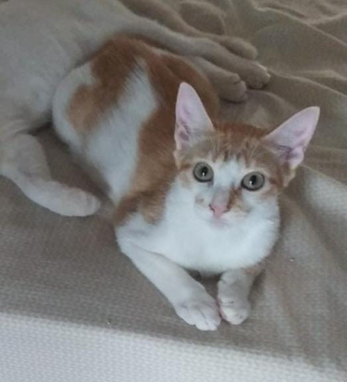 Catarina