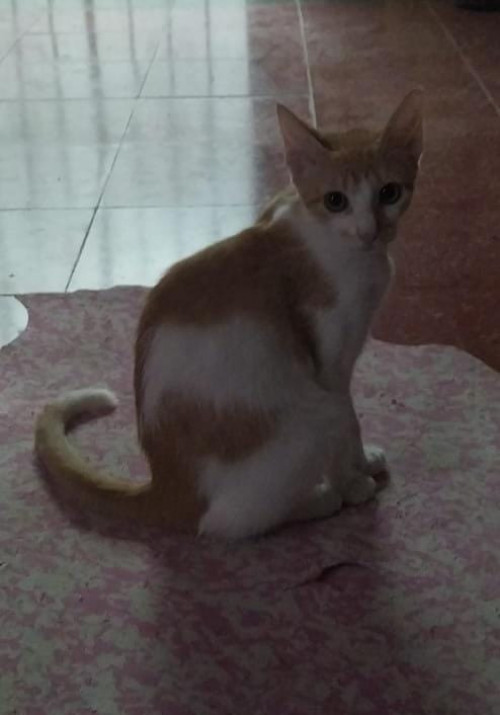Catarina