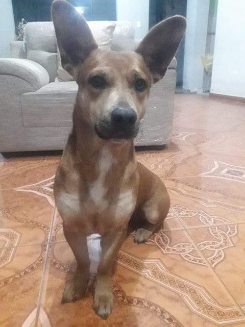 Lobita