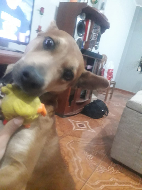 Lobita